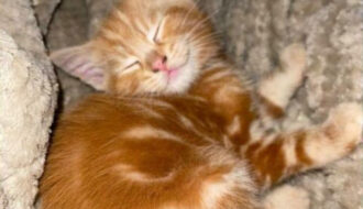 A ginger tabby kitten is asleep on a soft beige blanket, curled into a ball with its eyes closed and front paws tucked near its face. It looks as though the kitten is smiling.