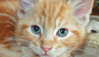 Ginger kitten with blue eyes looking straight at the camera. His chin is resting on his paw.